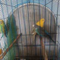 مرغ عشق