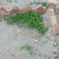 زمین برای گوجه کاری شراکتی
