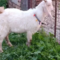 بزغاله نر خوراک خور