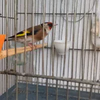 سهره نر با قفس ووسایل