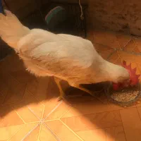 خروس اواز خوان