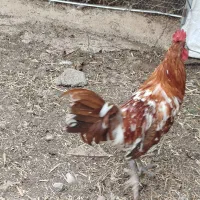 خروس جوان