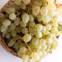 انگور درجه ۱
