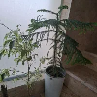گل و گیاه