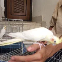 عروس هلندی جفت