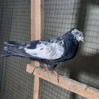 کبوتر