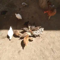 مرغ لاری با جوجه های لاری
