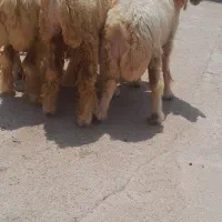 میش وشیشک