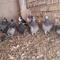 کفتر|پرنده|تربت جام, جامرود|دیوار