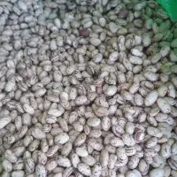 لوبیا چیتی تبریز.