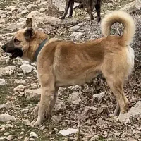 سرابی