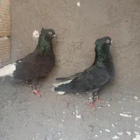زاغ دم سفید
