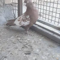 سینه ای