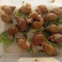 حلزون برای پاکسازی وجفت گیری