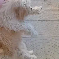 سگ گم کردم