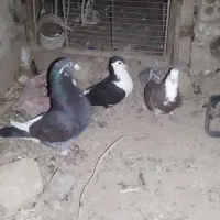 کبوتر|پرنده|یزدان شهر, |دیوار