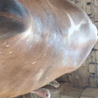 گوساله نر