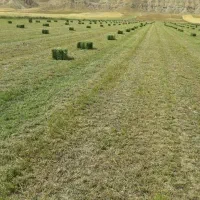 یونجه خشک اعلا
