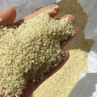 خرده برنج کامفیروزی