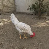 خروس