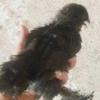 جوجه برهما سالم دوماهه