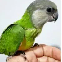 انواع جوجه سرلاکی