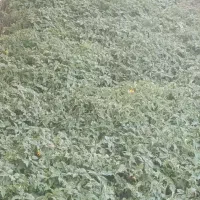 نشاگوجه