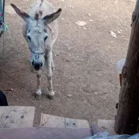 یک عددالاغ نر