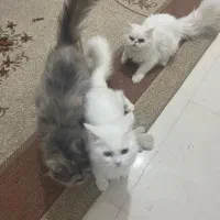 گربه