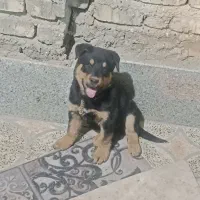 سگ رتوایلر