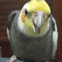 عروس هلندی گم شده