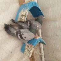 پرنده
