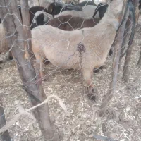قوچ بدون شاخ چاق میش