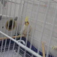 عروس هلندی نر و ماده جفت با هم