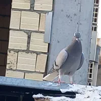ماده خرقه دم پاک کیپ درجه یک