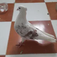 کبوتر نر
