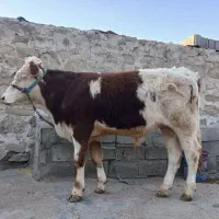 گوساله سیمتال