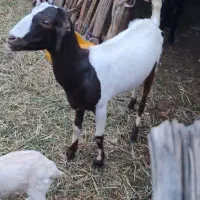 بز چاق