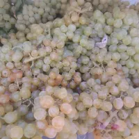 فروش انگور قوچان بصورت کل کیلوی ۱۵۰ هزار تومان