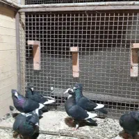 کبوتر