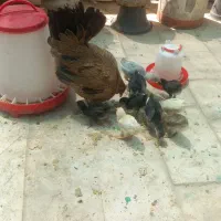 مرغ گلین