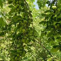 فروش باغ خوانسار