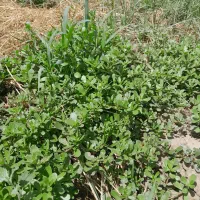 خرفه سبزی گیاهی تازه ومفید
