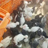مرغ و خروس بوقلمون