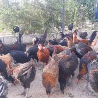 پخ۲ش جوجه مرغ بومی محلی تمام ارگانیک