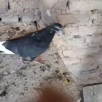 کبوتر گم شده