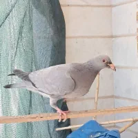 تعدادی جوجه کفتر نر و ماده