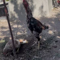 لاری