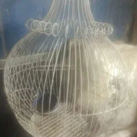قفس پرنده