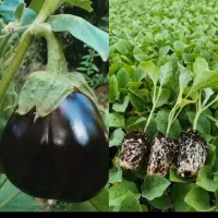 *نشا* گوجه خربزه وهندونه